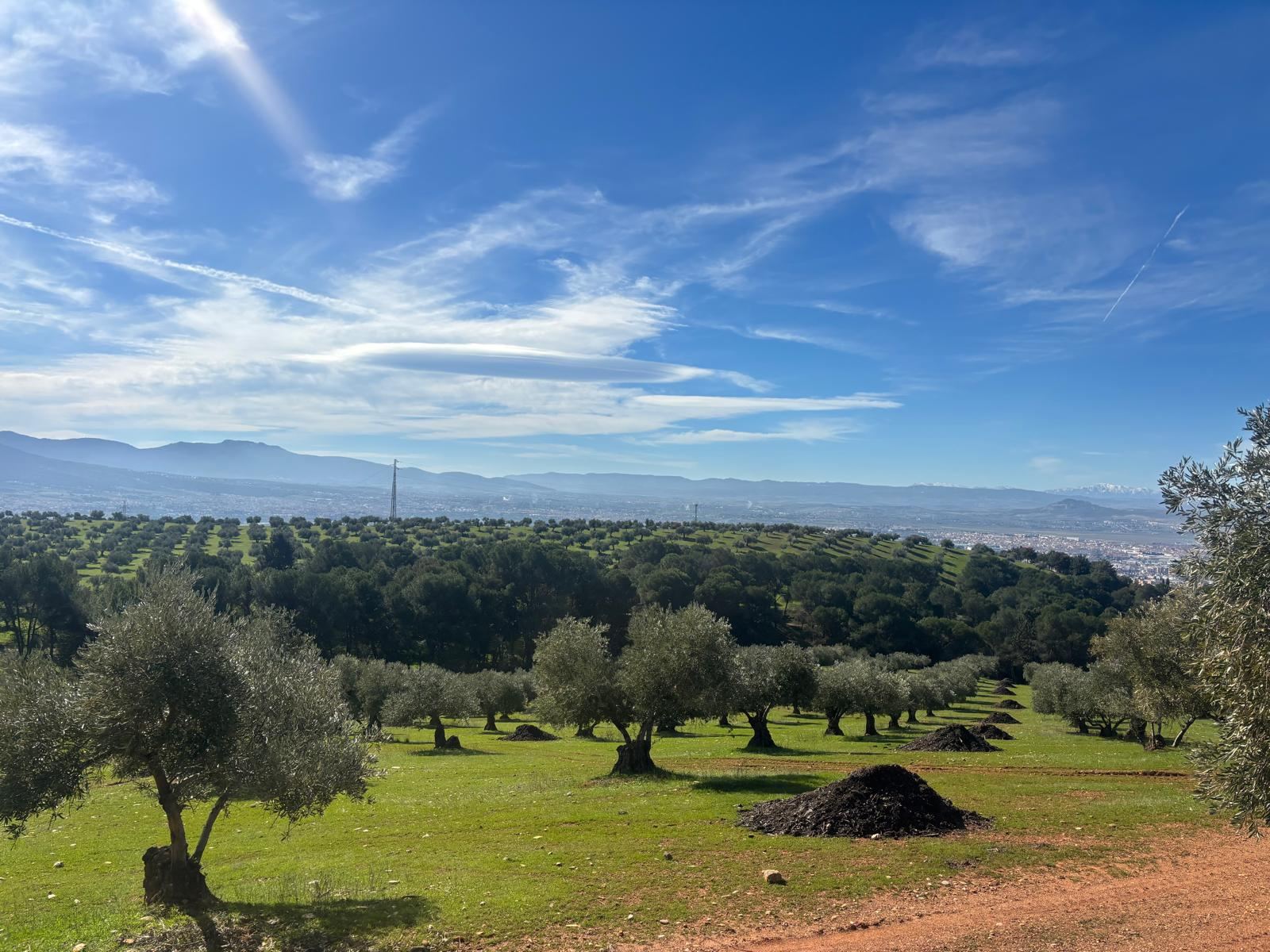 Paisaje de olivar en Jaén